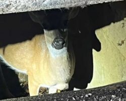 Firefighters Come To Rescue Of Deer Stuck in Sewer