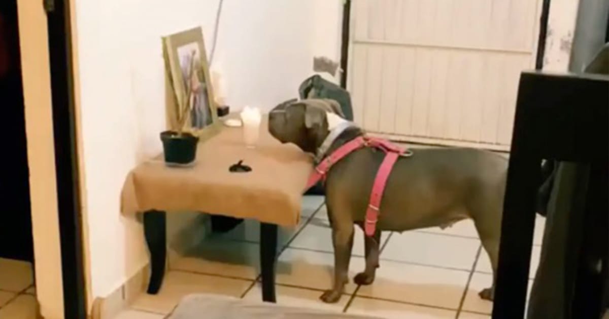 Heartbroken dog won’t stop staring at this photo and when we realize why, we can’t stop crying