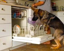 Smart German Shepherd Helps to Load the Dishwasher