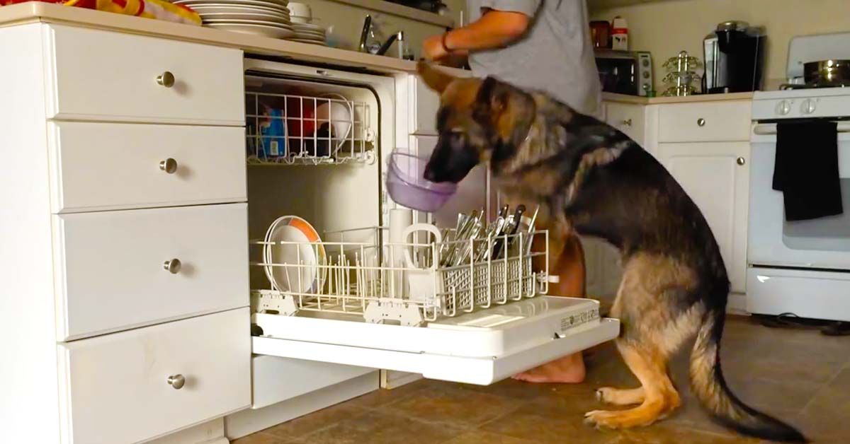 Smart German Shepherd Helps to Load the Dishwasher