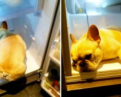 French Bulldog Relaxes in the Fridge to Cool Off on a Hot Day