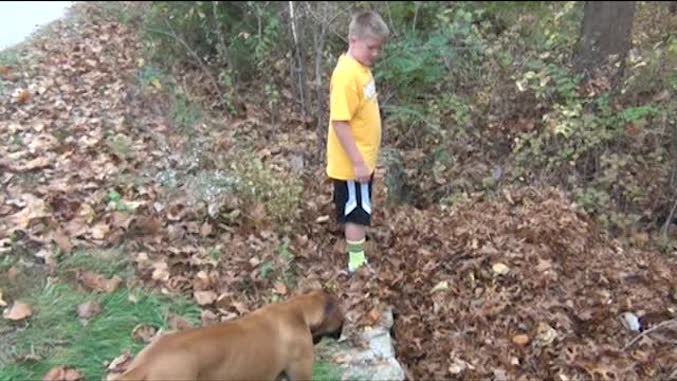 Dog Comes To The ‘Rescue’ Of Boy After He Disappears In Huge Leaf Pile