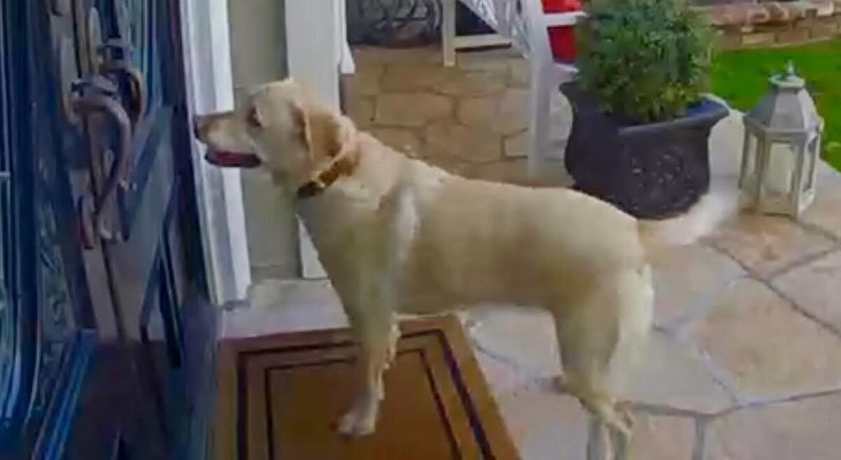 Clever Labrador Retriever Rings Her Neighbor’s Doorbell Everyday For a Treat