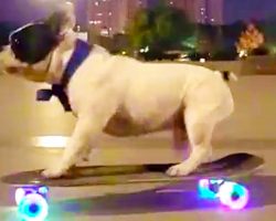 Amazing French Bulldog Skateboards At Night With Light Up Wheels