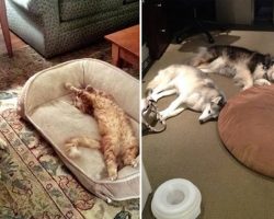 20 Obnoxious Cats Who Just Kicked Dogs Out Of Their Beds And Won’t Give Them Back