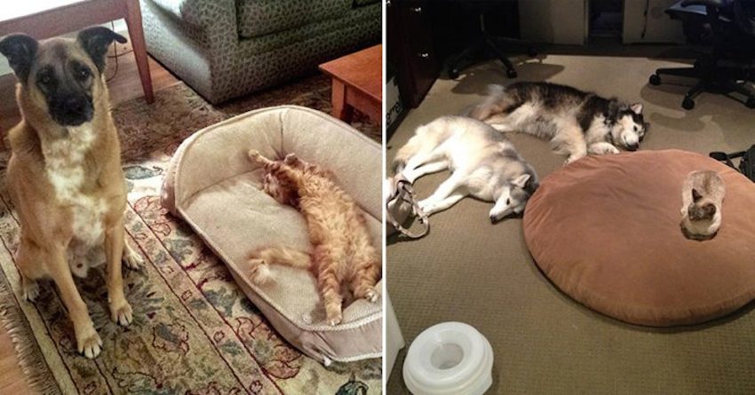 20 Obnoxious Cats Who Just Kicked Dogs Out Of Their Beds And Won’t Give Them Back