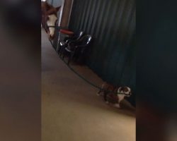 Bossy Bulldog Takes Her Horse Best Friend By The Rope To Lead Him On A Walk