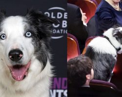 Meet Messi, dog star of “Anatomy of a Fall” who stole the show at last night’s Oscars
