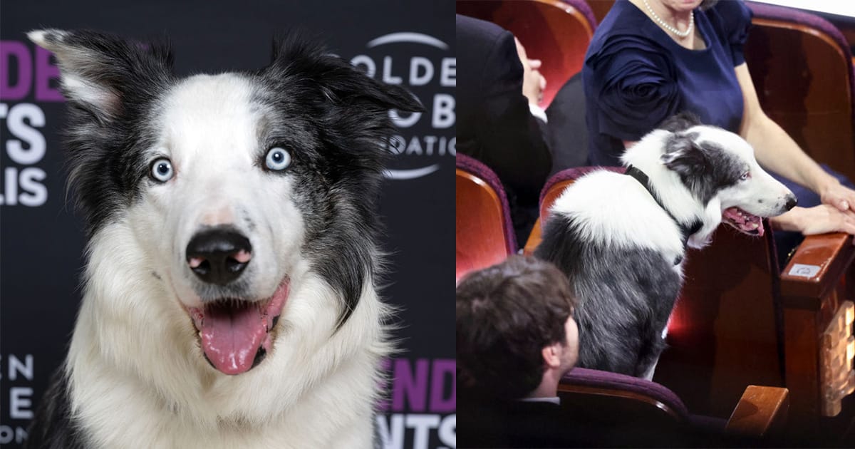 Meet Messi, dog star of “Anatomy of a Fall” who stole the show at last night’s Oscars