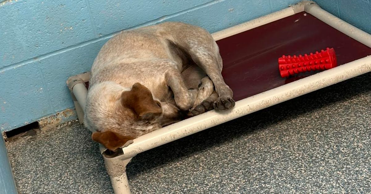 Shelter dog was so lonely after her brother got adopted out — then she got great news