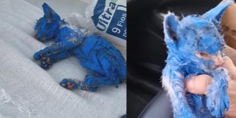 Kitten was dyed with toxic blue paint and left in the rain — rescuers help her make a stunning transformation