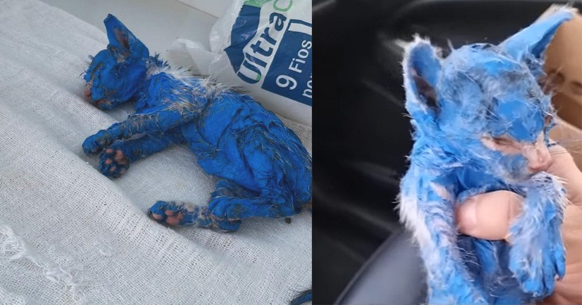 Kitten was dyed with toxic blue paint and left in the rain — rescuers help her make a stunning transformation