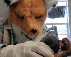 Wildlife rescuers wear fox masks while caring for baby kit — learn the important reason why
