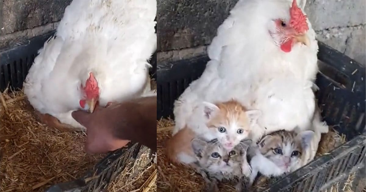 Farmer is stunned to discover a chicken mothering three orphaned kittens — see the video