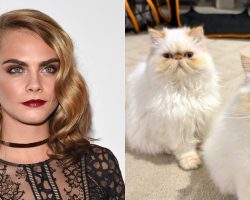 Cara Delevingne reveals cats survived home fire after fears that they died: “Thank you to the firefighters”