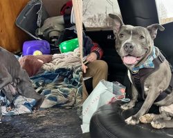 Dog who spent 600 days in shelter finally gets adopted — takes a limo to his new home