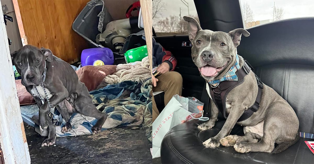 Dog who spent 600 days in shelter finally gets adopted — takes a limo to his new home