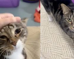 Cat was returned to shelter 4 days after finally getting adopted — but then luck finally turns around