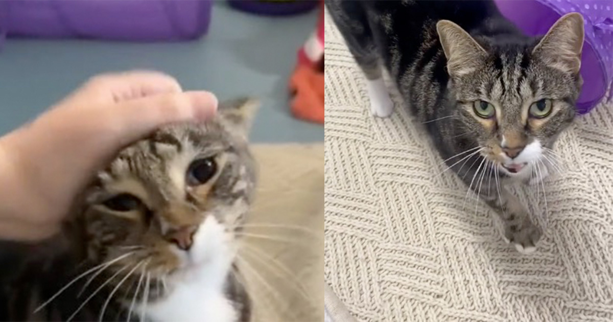 Cat was returned to shelter 4 days after finally getting adopted — but then luck finally turns around