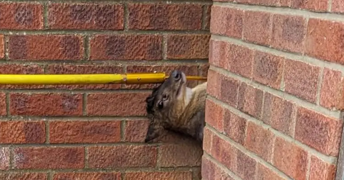 Deer was trapped upside down between two walls — firefighters and animal officers save the day