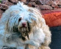 Rescuers take in severely matted stray dog, one of “worst cases” they’ve seen — he looks completely different after makeover