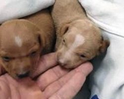 Woman rescues baby animal from trash bin just in time — raises him to be a full-grown beauty