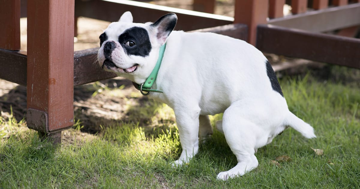 Apartment complex introduces unusual plan to get people to pick up their dog’s poop — residents aren’t happy