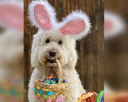 Therapy dog who visited nursing homes wins contest to be this year’s ‘Cadbury Bunny’