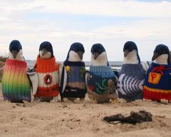 Australia’s Oldest Man Knits Sweaters For Little Penguins Affected By Oil Spills