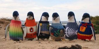 Australia’s Oldest Man Knits Sweaters For Little Penguins Affected By Oil Spills