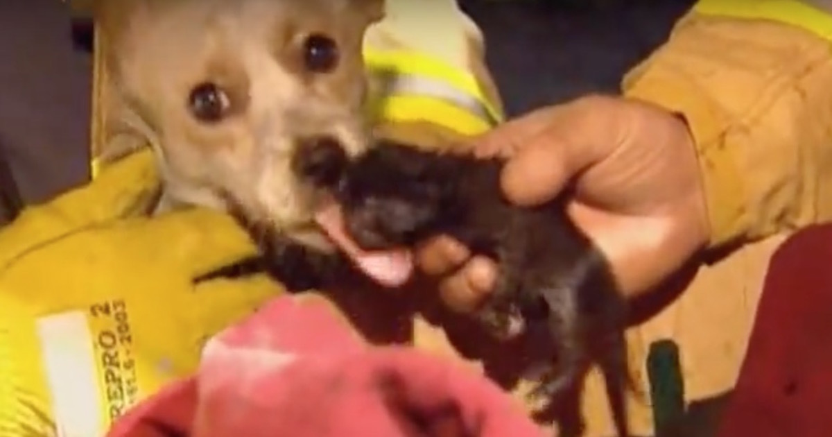 Dog is close to death, but refuses to leave kittens’ side in burning house