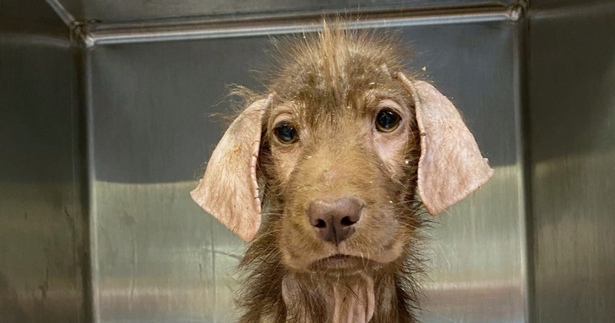 Skinny, hairless stray dog shocks everyone when her fur starts to grow