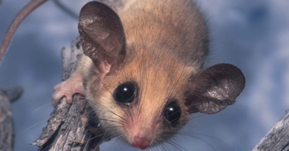 Researcher discovers tiny, ‘sleepy mouse’ – then realizes it’s someone extraordinary