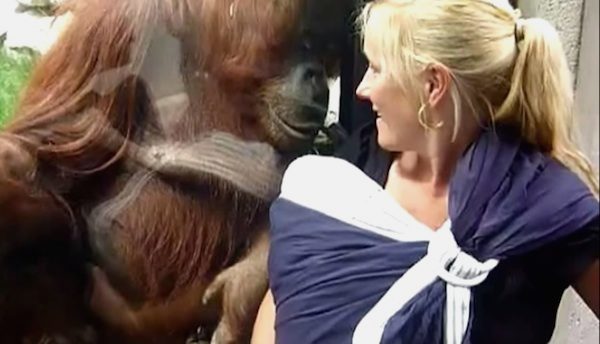 Curious Orangutan Shares Tender Moment With Human Mom And Infant