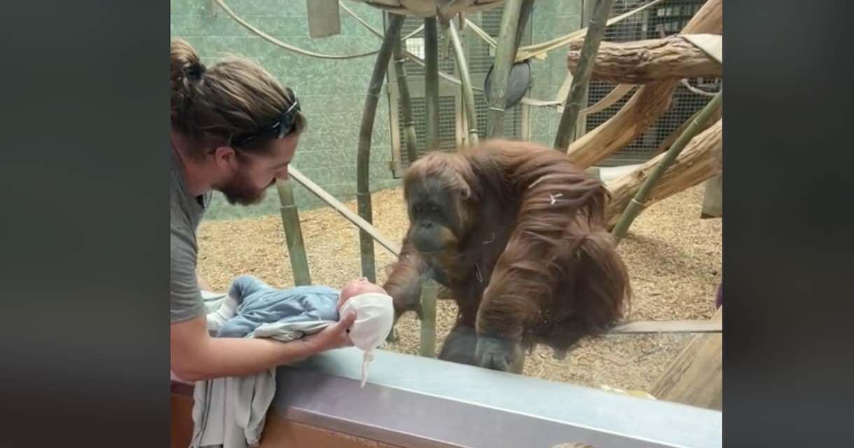 Orangutan Asks Family To See Their Newborn Baby In Touching Moment At Zoo