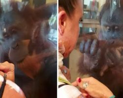 Orangutan Surprises Woman With Burns With His Unexpected Reaction