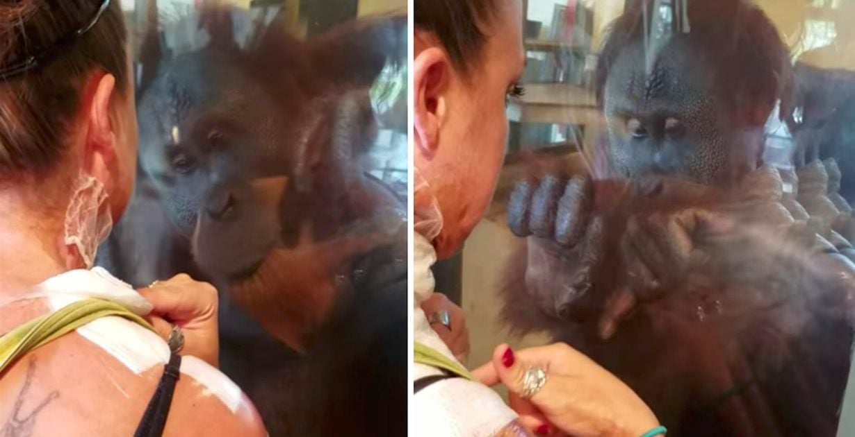 Orangutan Surprises Woman With Burns With His Unexpected Reaction