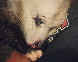 Pregnant Opossum Refuses To Stop Clinging To The Humans Who Saved Her Babies