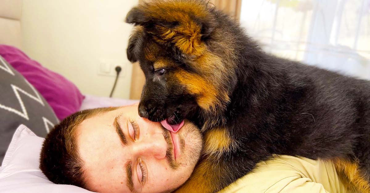 German Shepherd Puppy Is The Cutest Alarm Clock Ever