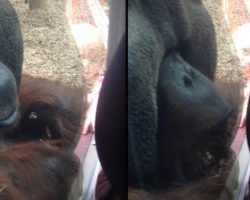 Curious Orangutan Kisses Pregnant Woman’s Belly