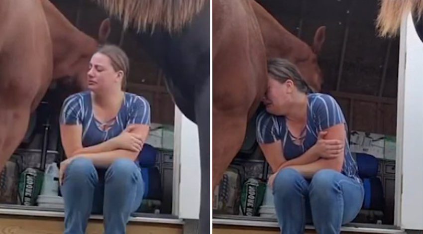 Sweet Horse Comforts Woman Who Is Going Through A Divorce