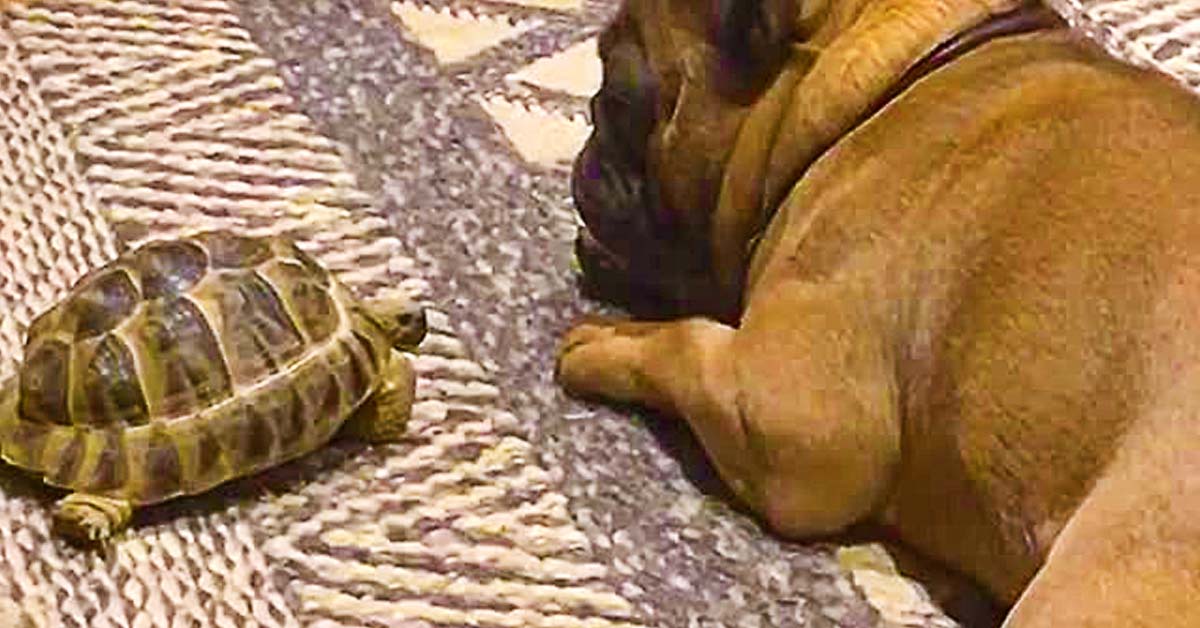 Pet Tortoise Adorably Wakes Up Sleeping French Bulldog