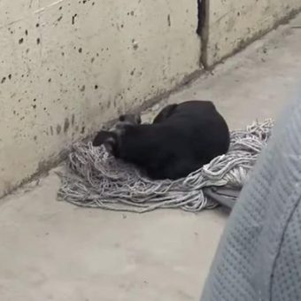 Rescuers Sneak Up On A Senior Dog Who Found Comfort On An Old Mop