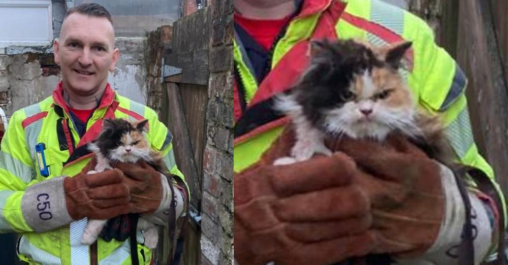 Firefighters save cat trapped between walls — grumpy feline doesn’t look happy about it