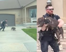 Police officer makes impressive tackle to catch runaway pig in viral video