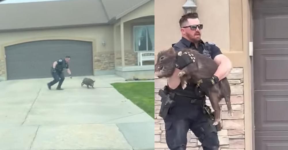 Police officer makes impressive tackle to catch runaway pig in viral video