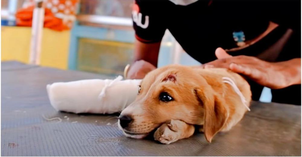 Somber Puppy Received Medical Care But They Couldn’t Heal Her ‘Sad Soul’