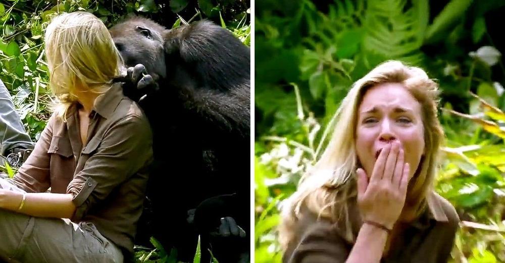 6-Years After Raising Wild Gorilla, He Introduced His Wife And Despite Warnings, ‘She Got Too Close’