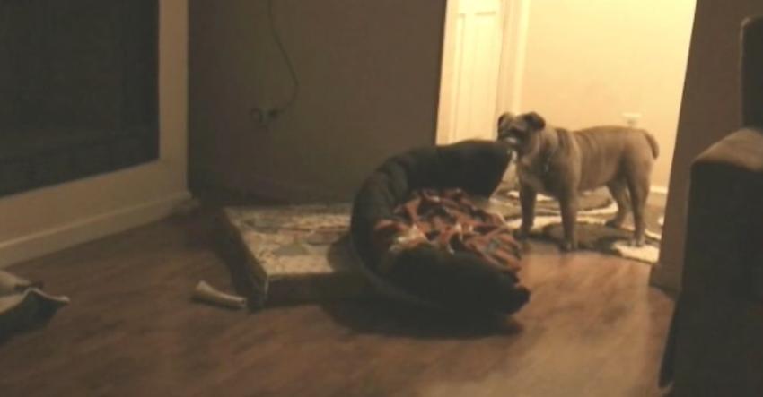 Every night, this dog moves her bed to stand guard over mom and dad
