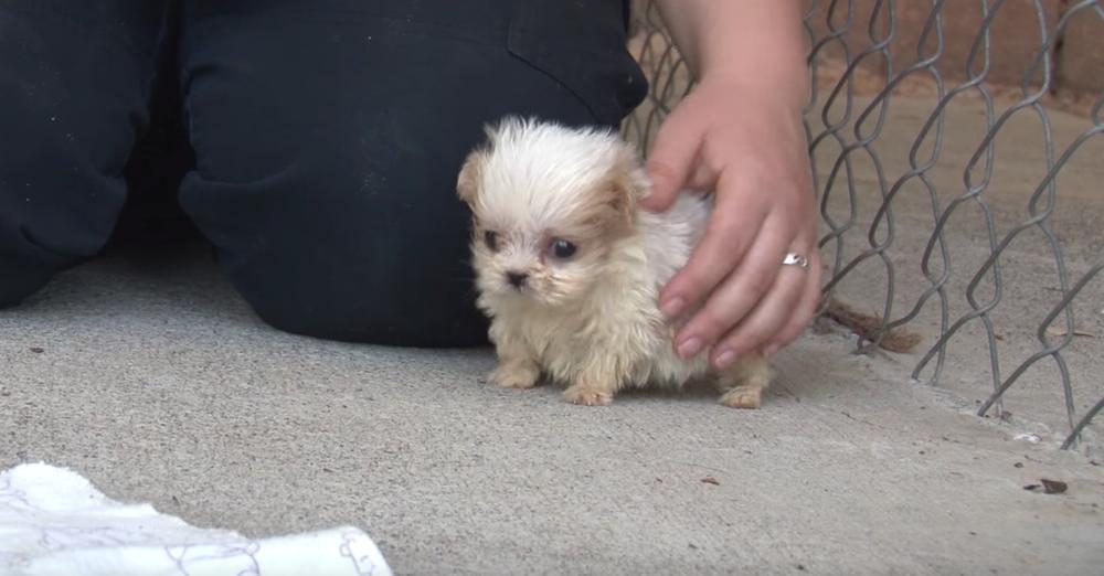 Tiny Pup Rescued From Puppy Mill Was Introduced To A ‘New Friend’ To Start His Brand New Life
